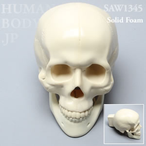 頭蓋骨 SAW1345 ソーボーン模擬骨