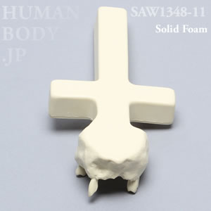 上顎骨 SAW1348-11 ソーボーン模擬骨