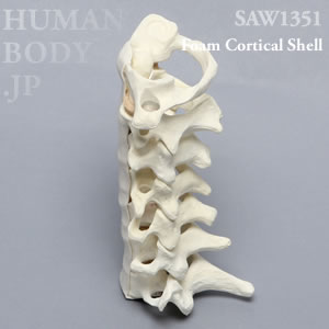 頸椎（C1-C7） SAW1351 ソーボーン模擬骨