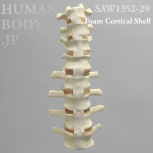 腰椎（L4-T9） SAW1352-29 ソーボーン模擬骨