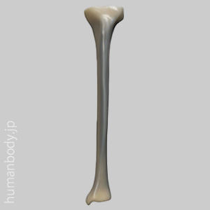 SAW3401 コンポジットボーン・脛骨（左・中）