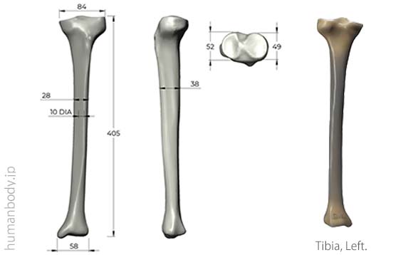 生体力学試験材料骨、コンポジットボーン　脛骨のサイズ。