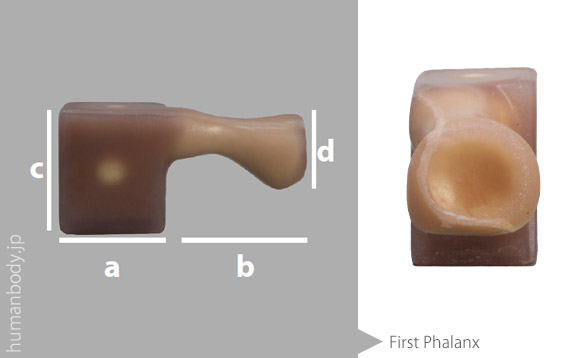 生体力学試験材料骨、コンポジットボーン 第1趾骨のサイズ。
