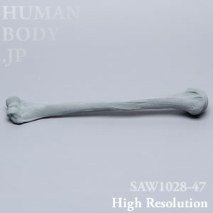 SAW1028-47 X線ファントム上腕骨左（大）