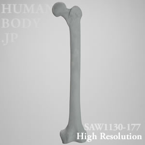 SAW1130-177 X線ファントム大腿骨左（大）