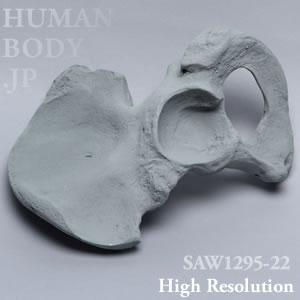 SAW1295-22 X線ファントム骨盤左（大）