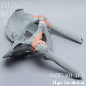 SAW1301-162 X線ファントム骨盤（近位大腿骨付）
