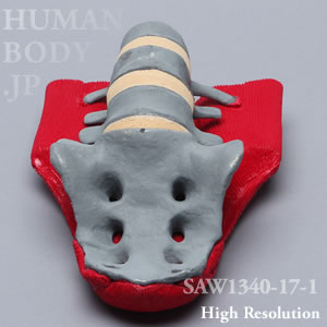 SAW1340-17-1 X線ファントムMIS腰椎（L3-Sacrum）