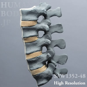 SAW1352-48 X線ファントム靭帯付き腰椎（L1-L5）