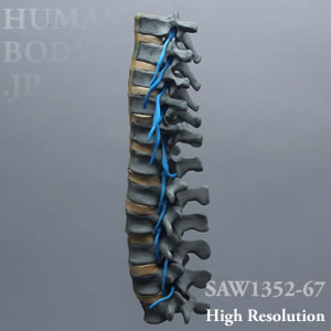 SAW1352-67 X線ファントム・腰椎（T7-L5）神経根付