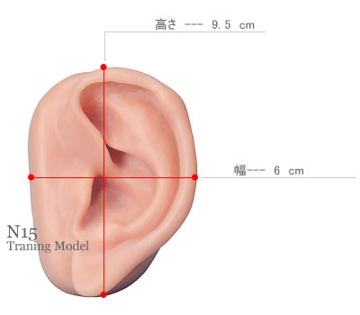 耳模型　N15