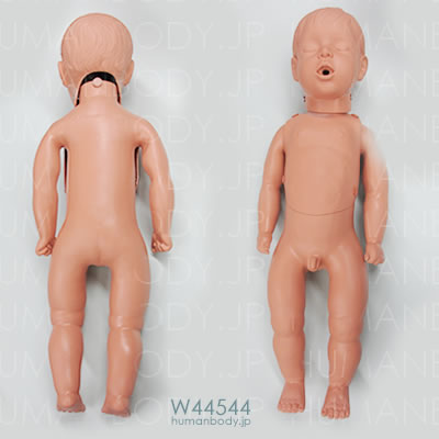 W44544心肺蘇生法練習用人形の写真