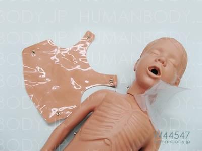 小児心肺蘇生法マネキンW44547の胸部
