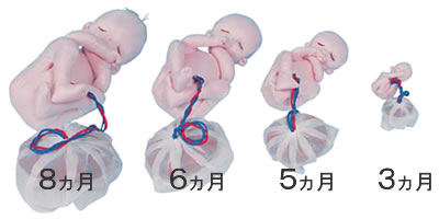 教育用 布製胎児人形 胎児モデル ふうちゃん 3 5 6 8ヶ月胎児4体組