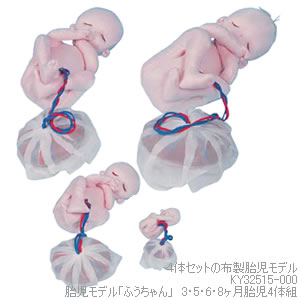 KY32515-000 胎児モデル「ふうちゃん」　3・5・6・8ヶ月胎児4体組