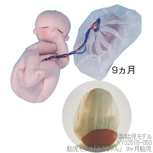 KY32515-050 胎児モデル「ふうちゃん」　35週胎児