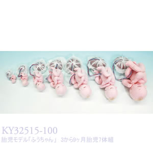 胎児モデル「ふうちゃん」12から35週胎児7体組 KY32515-100