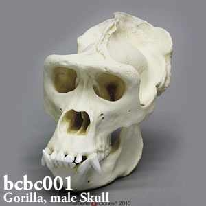 BCBC001 ゴリラ頭蓋骨模型 ボーンクローン