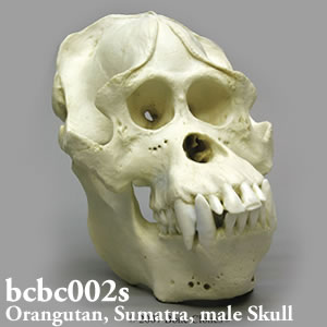 bcbc002s BCBC002S Bone Clones ボーンクローン
