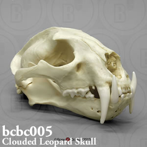 ウンピョウ頭蓋骨模型 BCBC005 ネコ目ネコ科 Bone Clones ボーンクローン