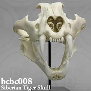 シベリアトラ頭蓋骨模型 BCBC008 ネコ科アムールトラ Bone Clones ボーンクローン