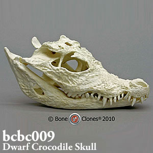 ワニ頭骨　BCBC009ニシアフリカコビトワニ頭蓋骨模型 Bone Clones ボーンクローン