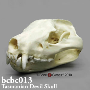 bcbc013 タスマニアデビル（フクロアナグマ）頭蓋骨模型 Bone Clones ボーンクローン