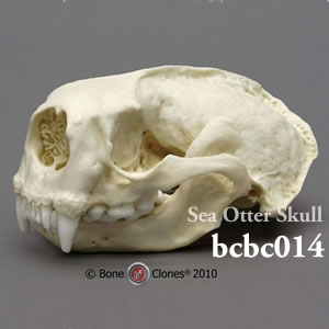 bcbc014 ラッコ頭蓋骨模型 Bone Clones ボーンクローン