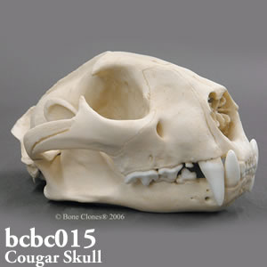ピューマ頭蓋骨模型 bc015 ネコ科動物骨格模型