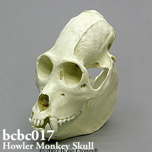 BCBC017 ホエザル頭蓋骨模型 Bone Clones ボーンクローン