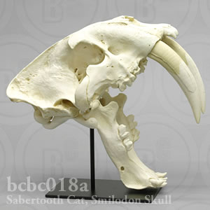 サーベルタイガー、スミロドン頭蓋骨レプリカ・Antique BCBC018A Smilodon fatalis (californicus) Bone Clones ボーンクローン
