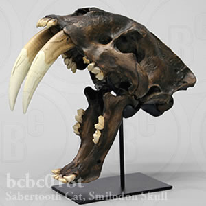 サーベルタイガー、スミロドン頭蓋骨レプリカ・Tarpit BCBC018T Smilodon fatalis (californicus) Bone Clones ボーンクローン