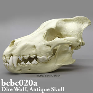 オオカミ頭蓋骨模型 BCBC020A Bone Clones ボーンクローン