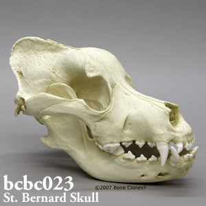 犬の頭蓋骨模型 犬種・セントバーナード BCBC023 Bone Clones