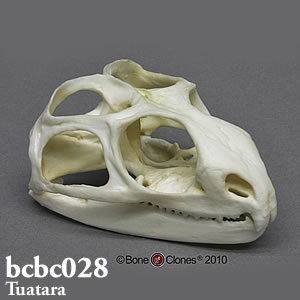 bcbc028 BCBC028 Bone Clones ボーンクローン