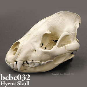 bcbc032 BCBC032 Bone Clones ボーンクローン