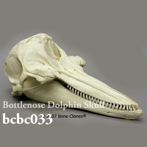 bcbc033 ハンドウイルカ頭蓋骨模型 Bone Clones ボーンクローン