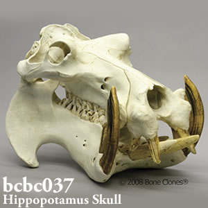 bcbc037 BCBC037 Bone Clones ボーンクローン