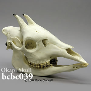 bcbc039 オカピ頭蓋骨模型 Bone Clones ボーンクローン
