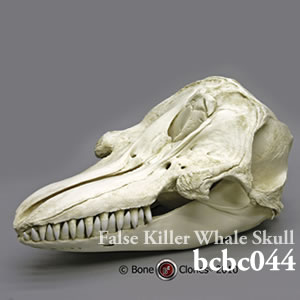 bcbc044 オキゴンドウ頭蓋骨模型 Bone Clones ボーンクローン