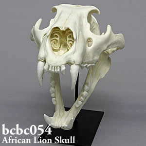 ライオン頭蓋骨模型 BCBC054　ネコ科動物頭蓋骨レプリカ Bone Clones ボーンクローン