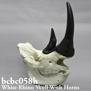 bcbc058h BCBC058H Bone Clones ボーンクローン