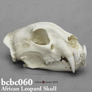 アフリカヒョウの頭蓋骨模型 BCBC060 Bone Clones ボーンクローン