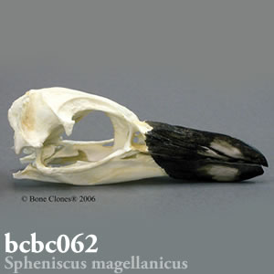 鳥類の頭蓋骨模型 BCBC062 マゼランペンギン Bone Clones ボーンクローン