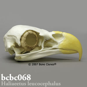 鳥類の頭蓋骨模型 BCBC068 ハクトウワシ Bone Clones ボーンクローン