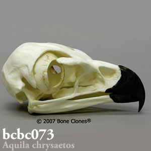 鳥類の頭蓋骨模型 BCBC078 イヌワシ Bone Clones ボーンクローン