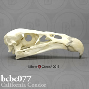 鳥類の頭蓋骨模型 BCBC077 カリフォルニアコンドル頭骨 Bone Clones ボーンクローン