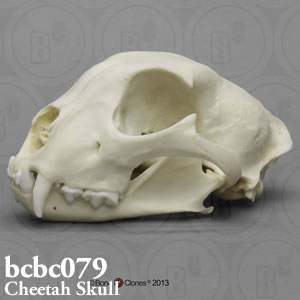チーター頭蓋骨模型 BCBC079　ネコ科動物頭蓋骨レプリカ Bone Clones ボーンクローン