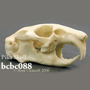 bcbc088 ナキウザギ頭蓋骨模型 Bone Clones ボーンクローン