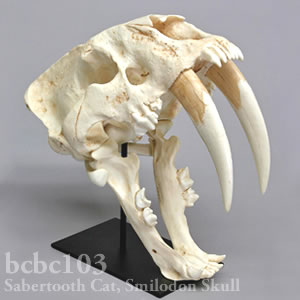 サーベルタイガー、スミロドン・ポプラトル頭蓋骨レプリカ BCBC103 Smilodon populator Bone Clones ボーンクローン